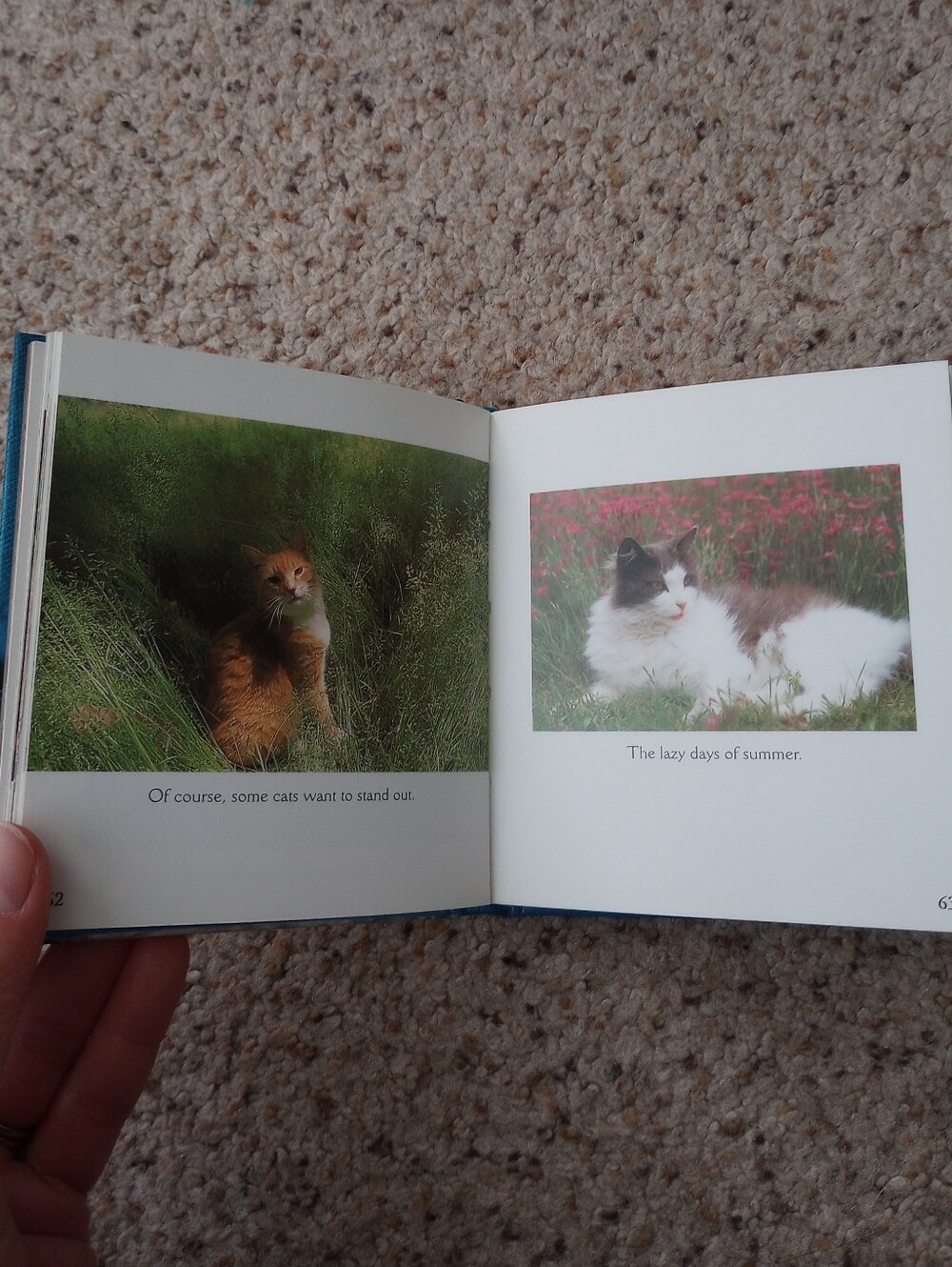 Lot Of Cat Books 5 Total Cats Kittens Cute Pictures Facts - Picture 5 of 13